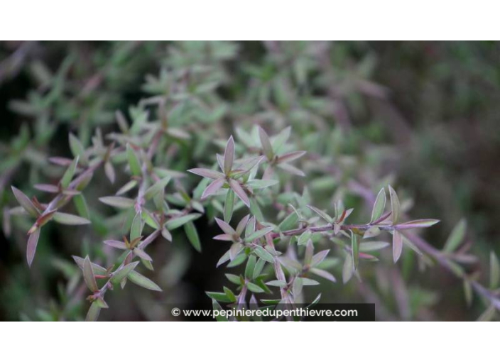 LEPTOSPERMUM scoparium 'Red Falls'