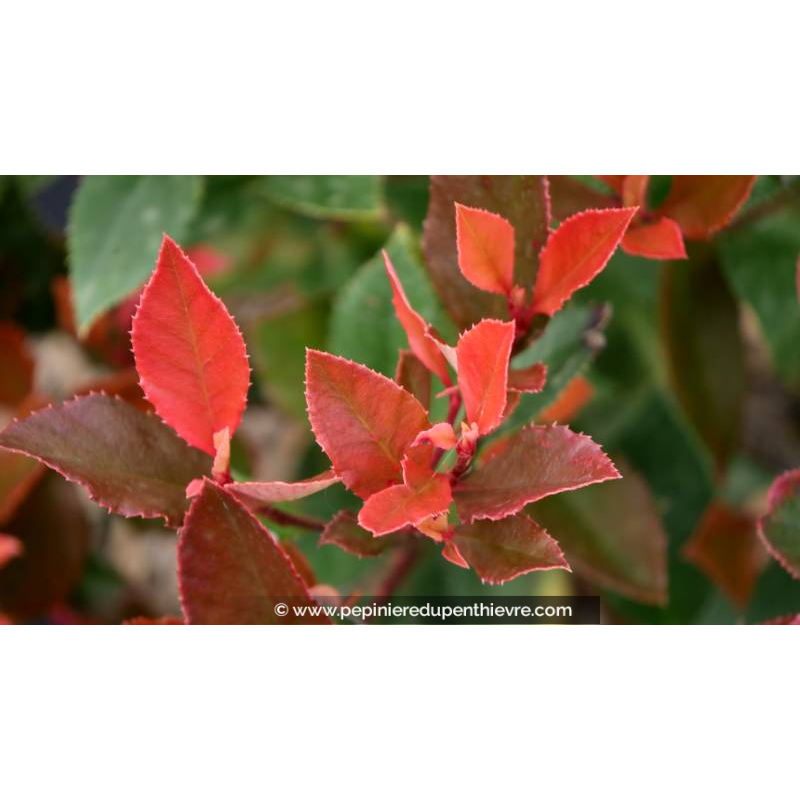 PHOTINIA x fraseri 'Chico'