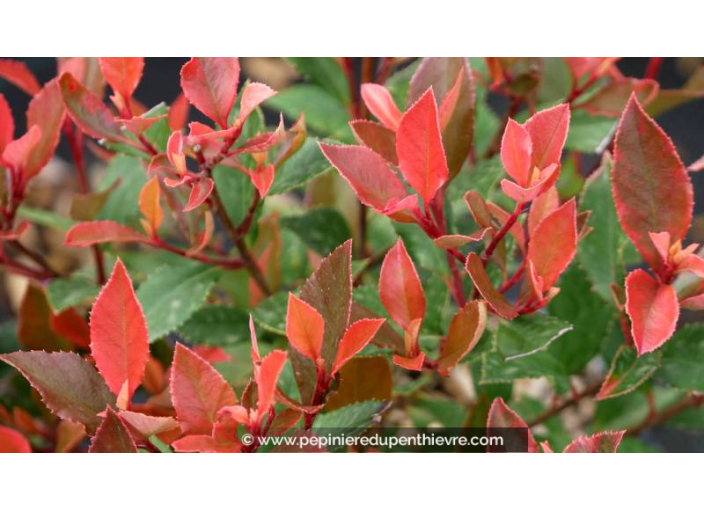 PHOTINIA x fraseri 'Chico'