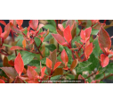 PHOTINIA x fraseri 'Chico'