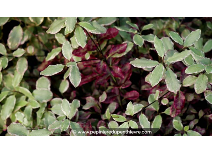 PITTOSPORUM 'Bannow Bay'