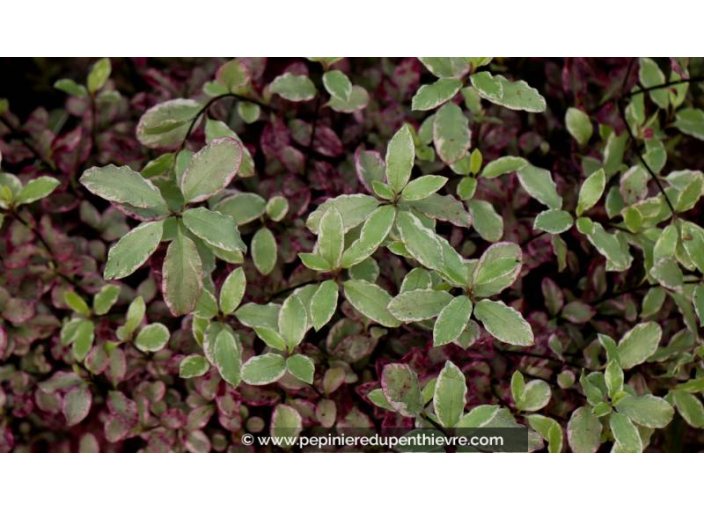 PITTOSPORUM 'Bannow Bay'