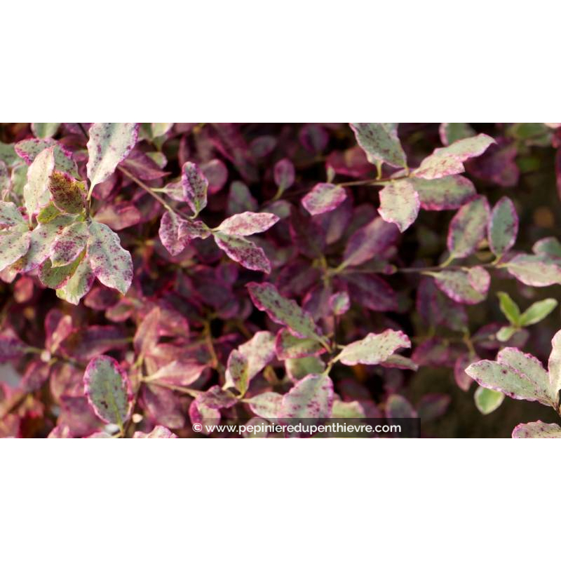 PITTOSPORUM 'Bannow Bay'