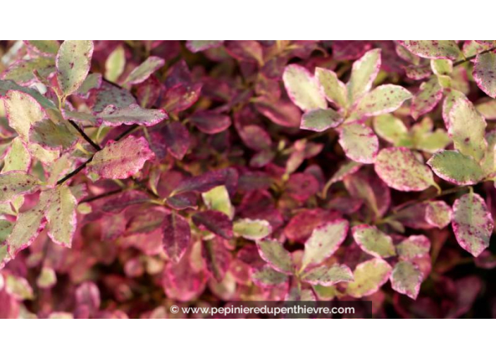 PITTOSPORUM 'Bannow Bay'