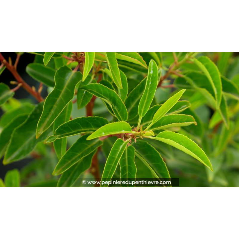 PRUNUS lusitanica 'Myrtifolia'