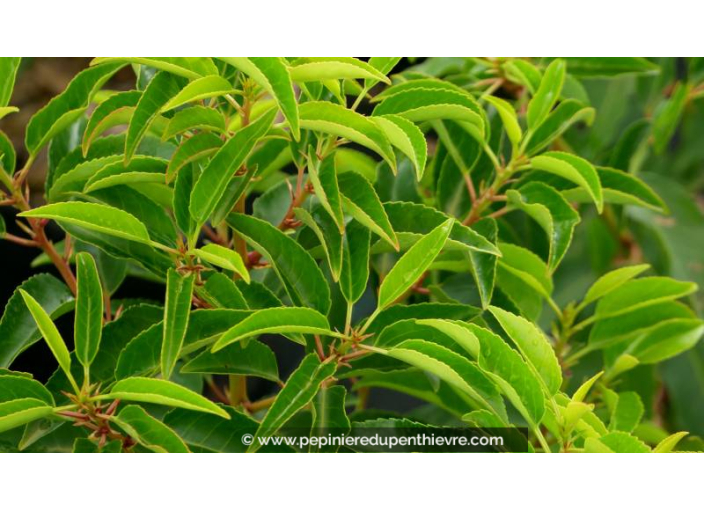 PRUNUS lusitanica 'Myrtifolia'