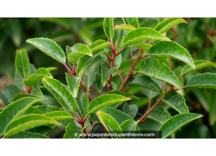 PRUNUS lusitanica 'Myrtifolia'