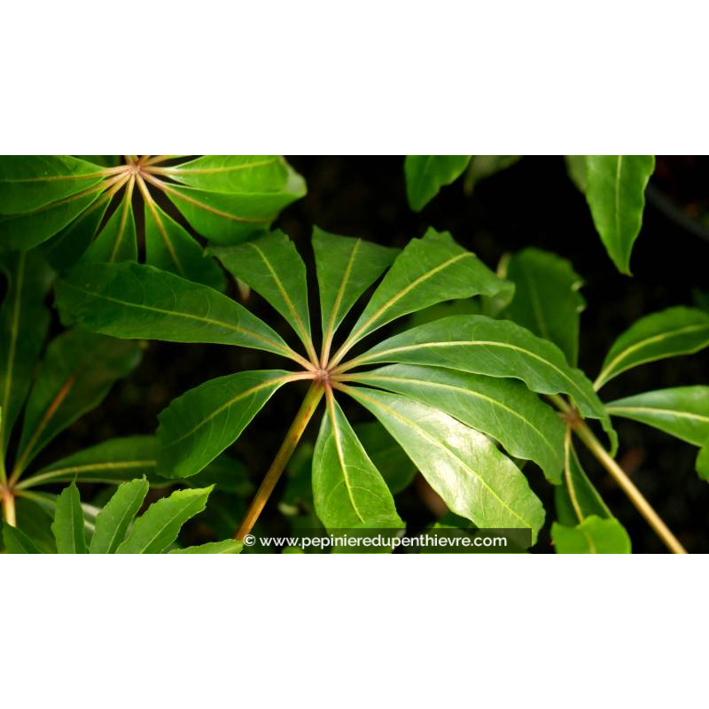 SCHEFFLERA taiwaniana