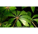 SCHEFFLERA taiwaniana