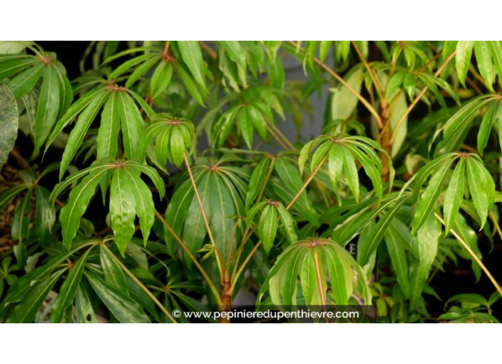SCHEFFLERA taiwaniana