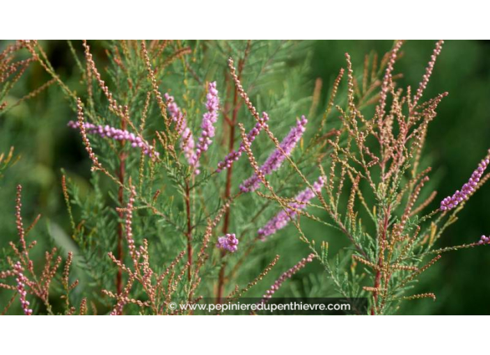 TAMARIX ramosissima 'Rubra'