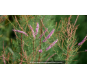 TAMARIX ramosissima 'Rubra'