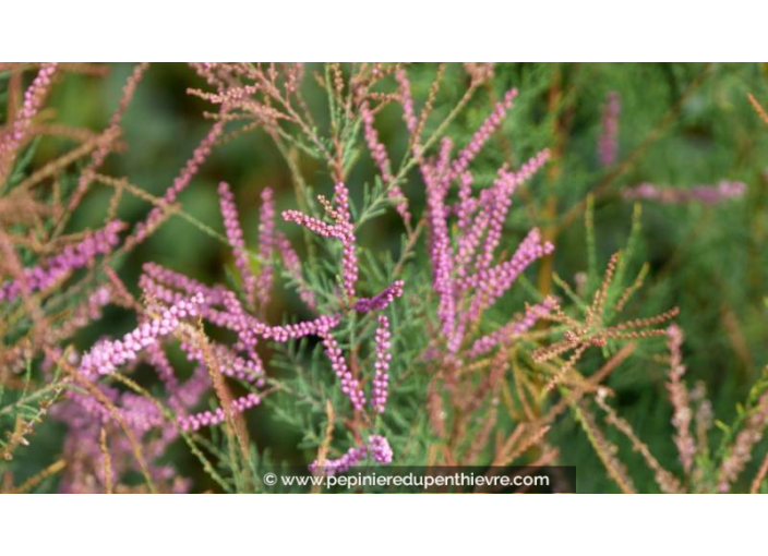 TAMARIX ramosissima 'Rubra'