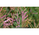 TAMARIX ramosissima 'Rubra'