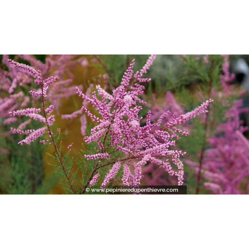 TAMARIX ramosissima 'Rubra'