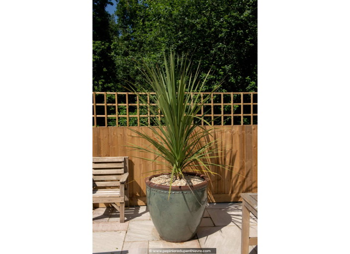 CORDYLINE australis