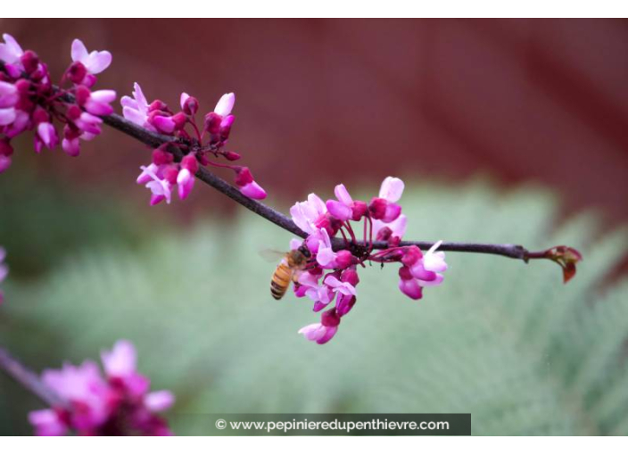 CERCIS canadensis 'Forest Pansy'