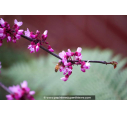 CERCIS canadensis 'Forest Pansy'