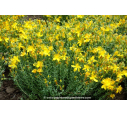 HYPERICUM olympicum