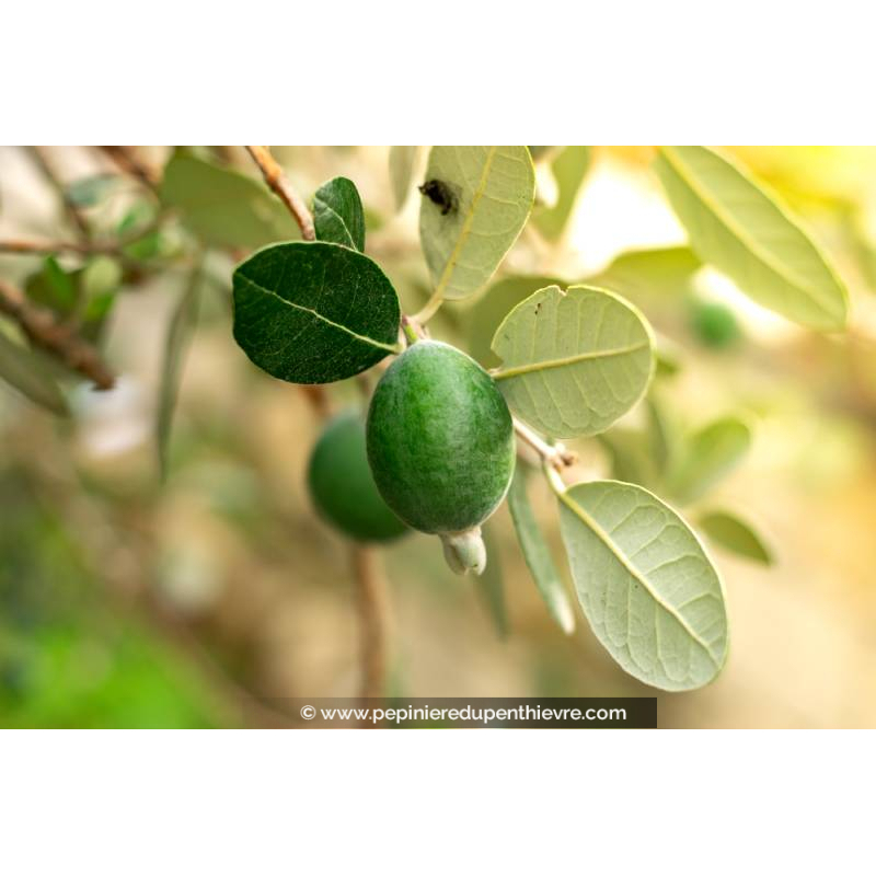 FEIJOA sellowiana 'Gemini' - Goyavier du Brésil