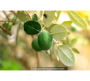 FEIJOA sellowiana 'Gemini' - Goyavier du Brésil