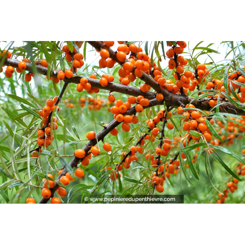 ARGOUSIER 'Leikora' (femelle) - HIPPOPHAE rhamnoides