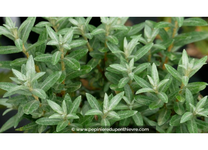 ARGOUSIER 'Hikul' (mâle) - HIPPOPHAE rhamnoides