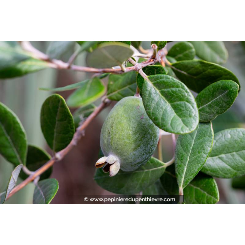 FEIJOA sellowiana 'Marian' - Goyavier du Brésil (autofertile)