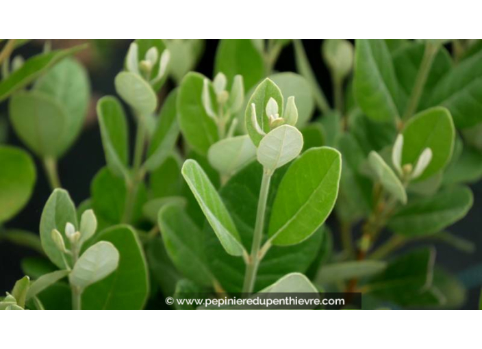 FEIJOA sellowiana 'Marian' - Goyavier du Brésil (autofertile)