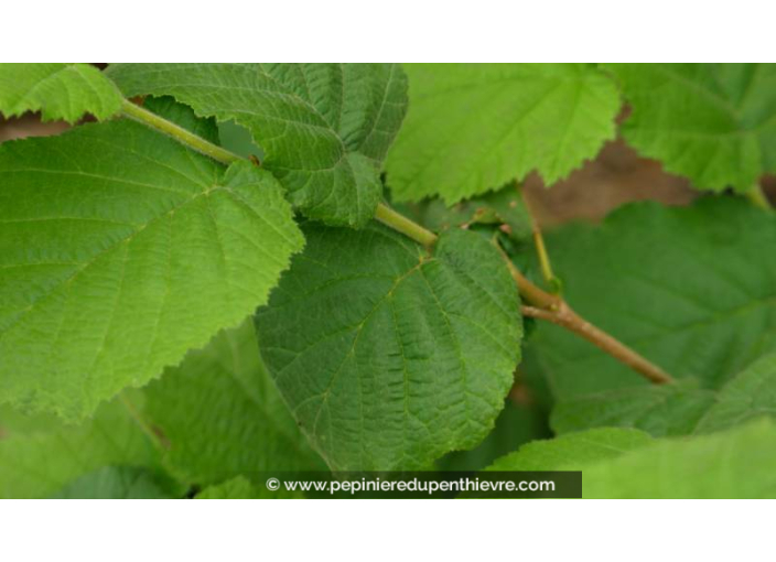 NOISETIER 'Lange Tidlig Zeller', compact, productif - Pépinière du Penthièvre