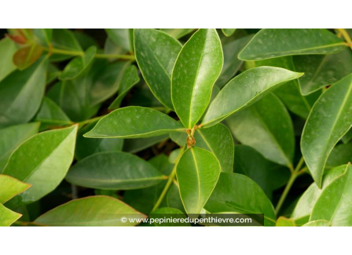 PSIDIUM cattleianum - Goyavier de Chine (rouge)