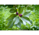 PSIDIUM cattleianum - Goyavier de Chine (rouge)