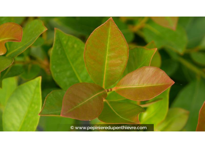 PSIDIUM cattleianum var. lucidum- Goyavier de Chine (jaune)