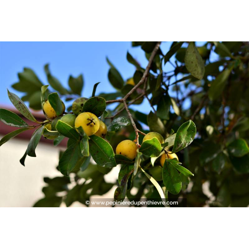 PSIDIUM cattleianum var. lucidum- Goyavier de Chine (jaune)