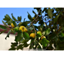 PSIDIUM cattleianum var. lucidum- Goyavier de Chine (jaune)