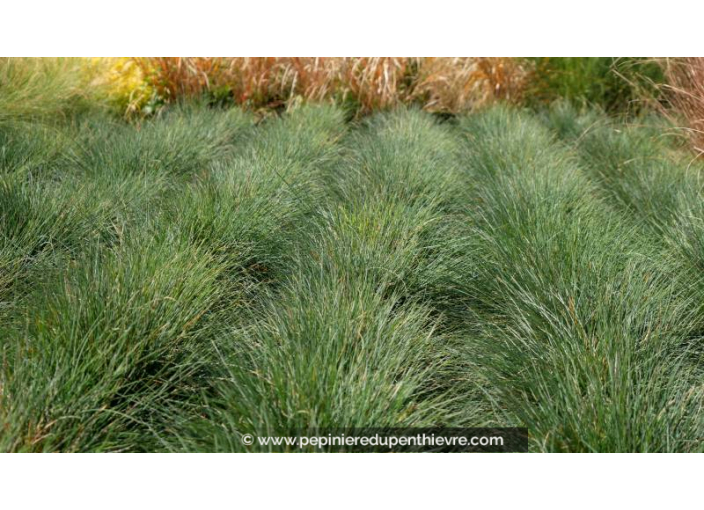 FESTUCA 'Blue Select'