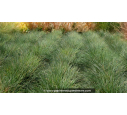 FESTUCA 'Blue Select'