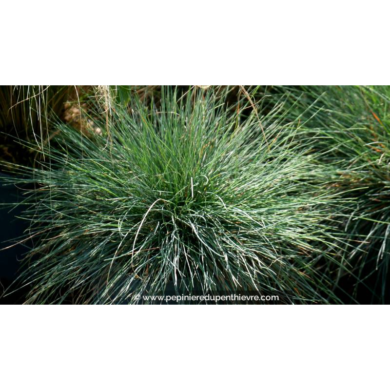 FESTUCA 'Blue Select'