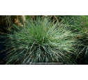 FESTUCA 'Blue Select'