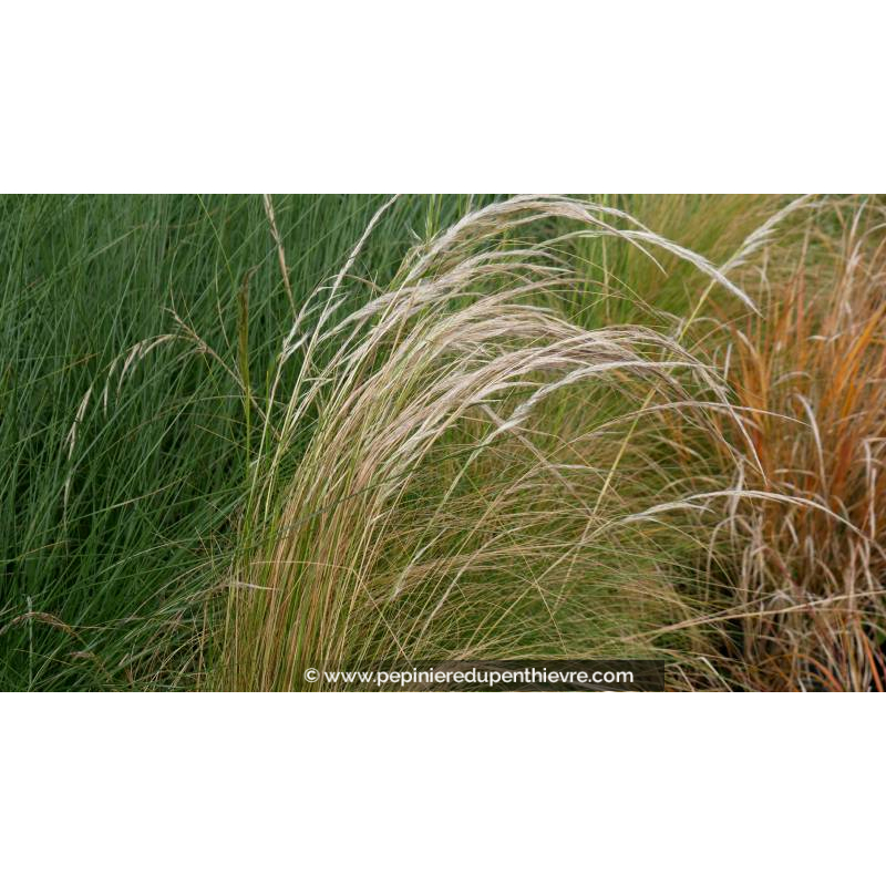 STIPA ichu