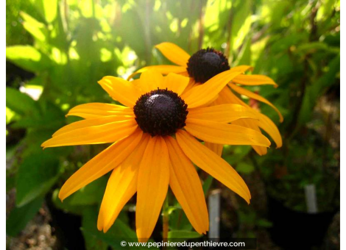 RUDBECKIA sullivantii 'Goldsturm'