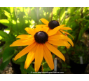 RUDBECKIA sullivantii 'Goldsturm'