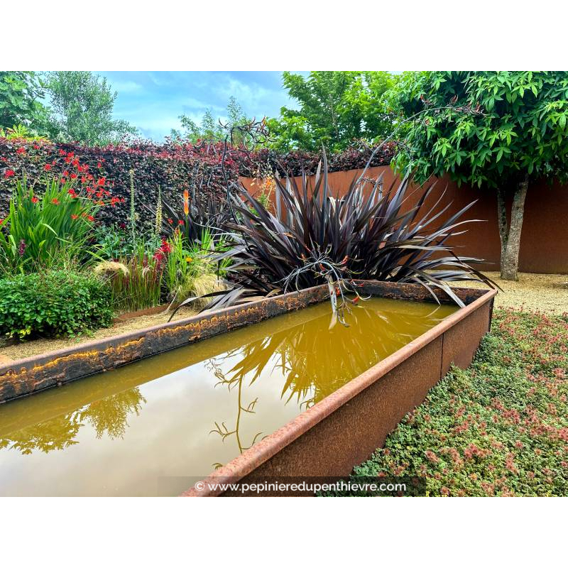 PHORMIUM 'Black Adder'