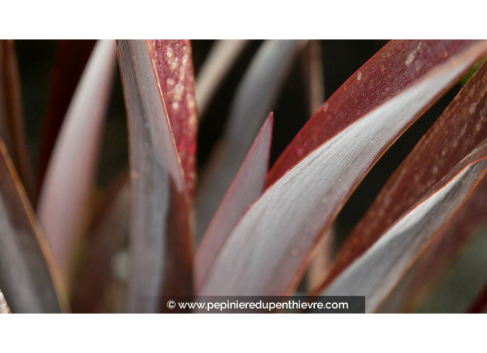 PHORMIUM 'Black Adder'
