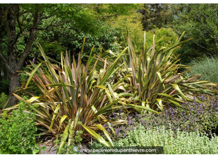 PHORMIUM 'Sundowner'
