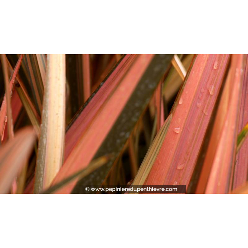 PHORMIUM 'Sundowner'