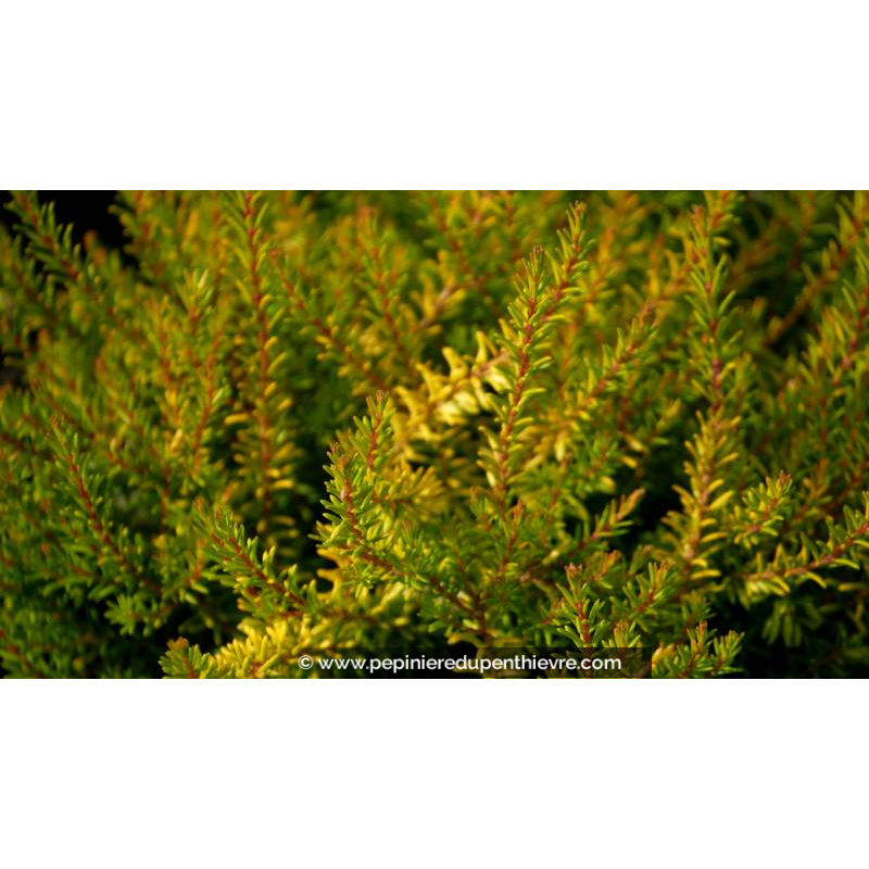 ERICA x darleyensis 'Mary Helen'