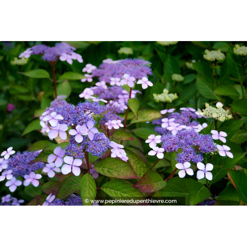 HYDRANGEA serrata 'Bluebird'