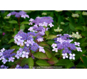 HYDRANGEA serrata 'Bluebird'