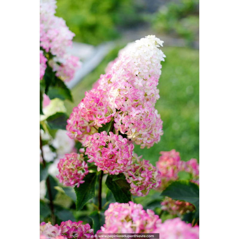 HYDRANGEA paniculata 'Fraise Melba'